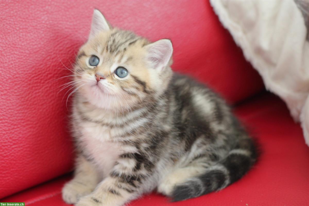Bild 2: Katzenbabys männlich und weiblich zu platzieren