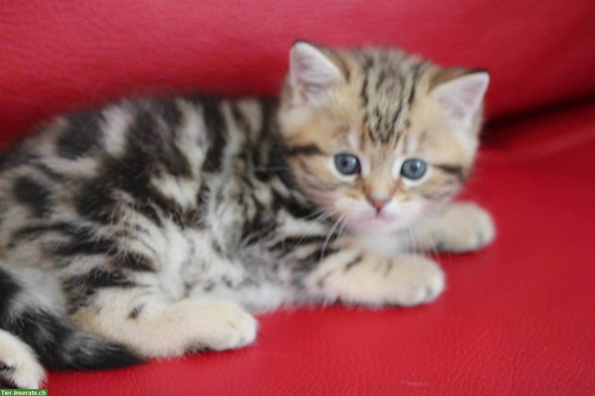Bild 3: Katzenbabys männlich und weiblich zu platzieren