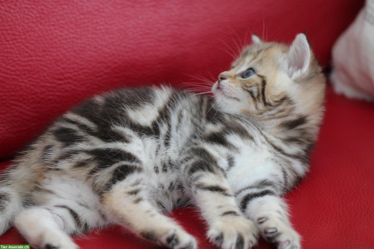 Bild 4: Katzenbabys männlich und weiblich zu platzieren