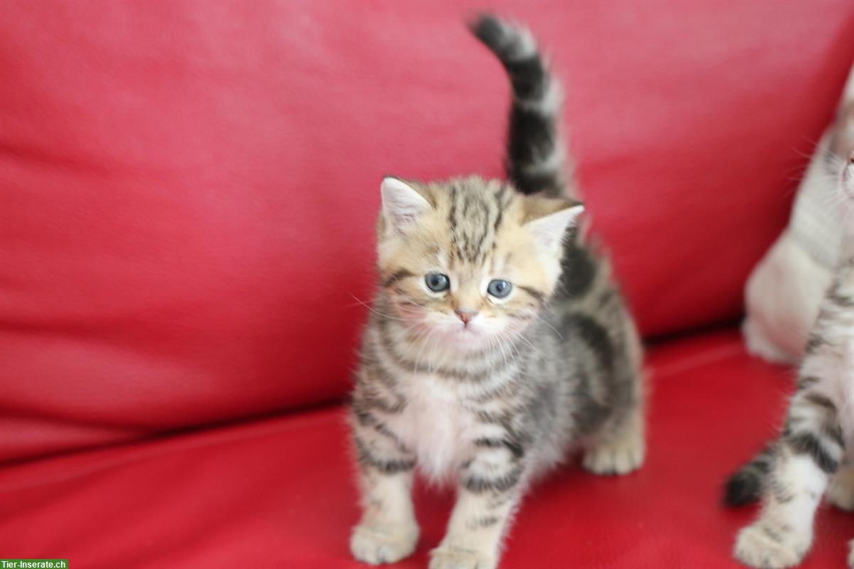 Bild 5: Katzenbabys männlich und weiblich zu platzieren