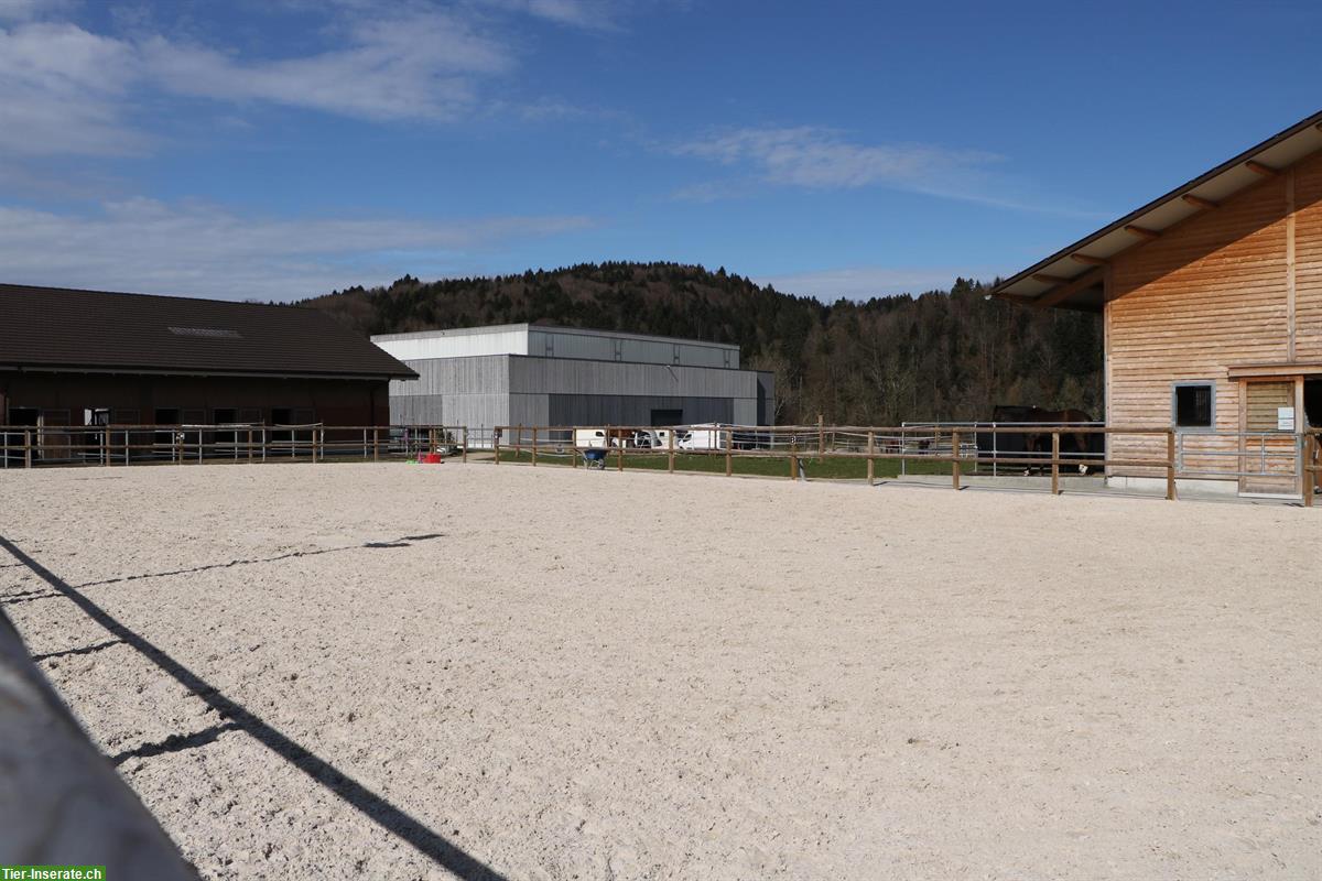 Bild 3: Suchen Pferdepfleger*in! Verstärke unser Team in der PferdeArena!