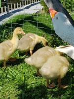 Gänse Küken von weissen Gänsen abzugeben
