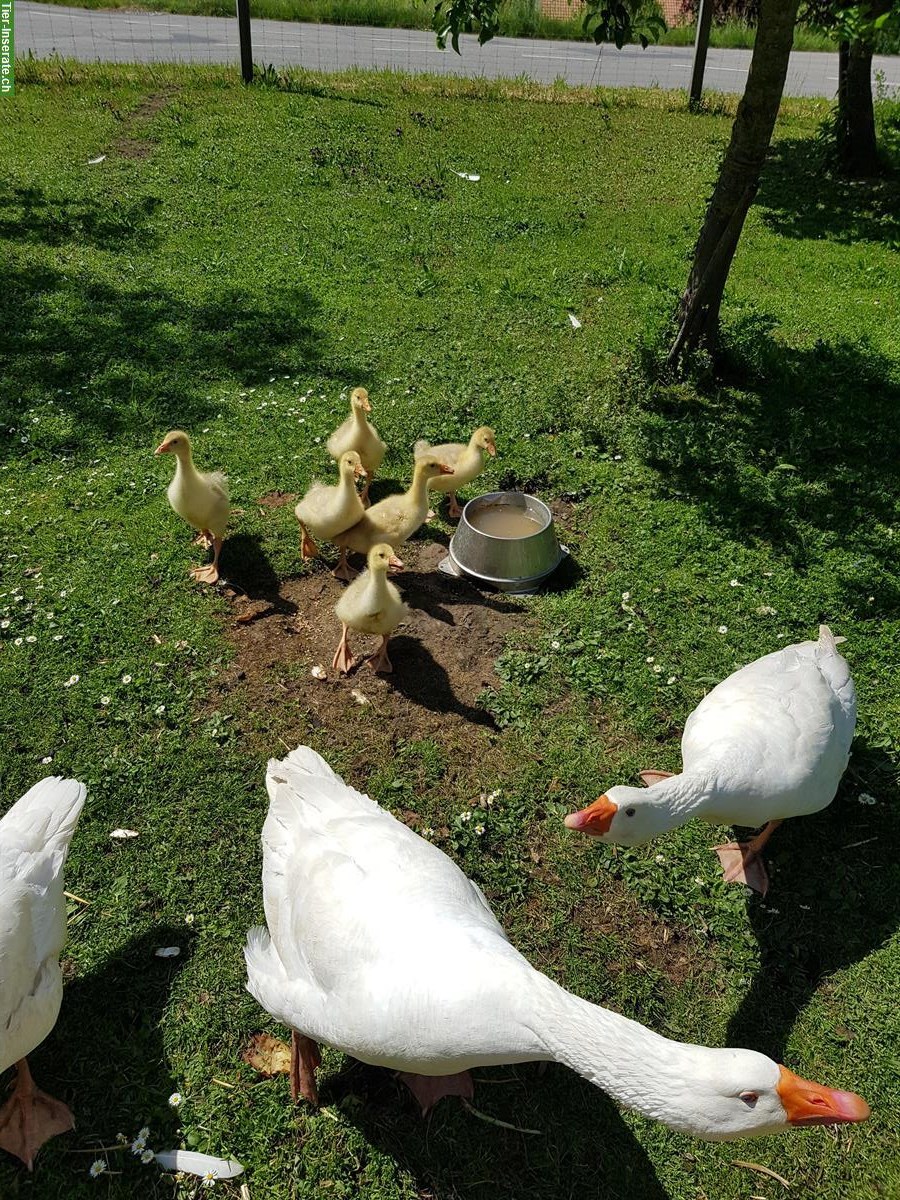 Bild 2: Gänse Küken von weissen Gänsen abzugeben