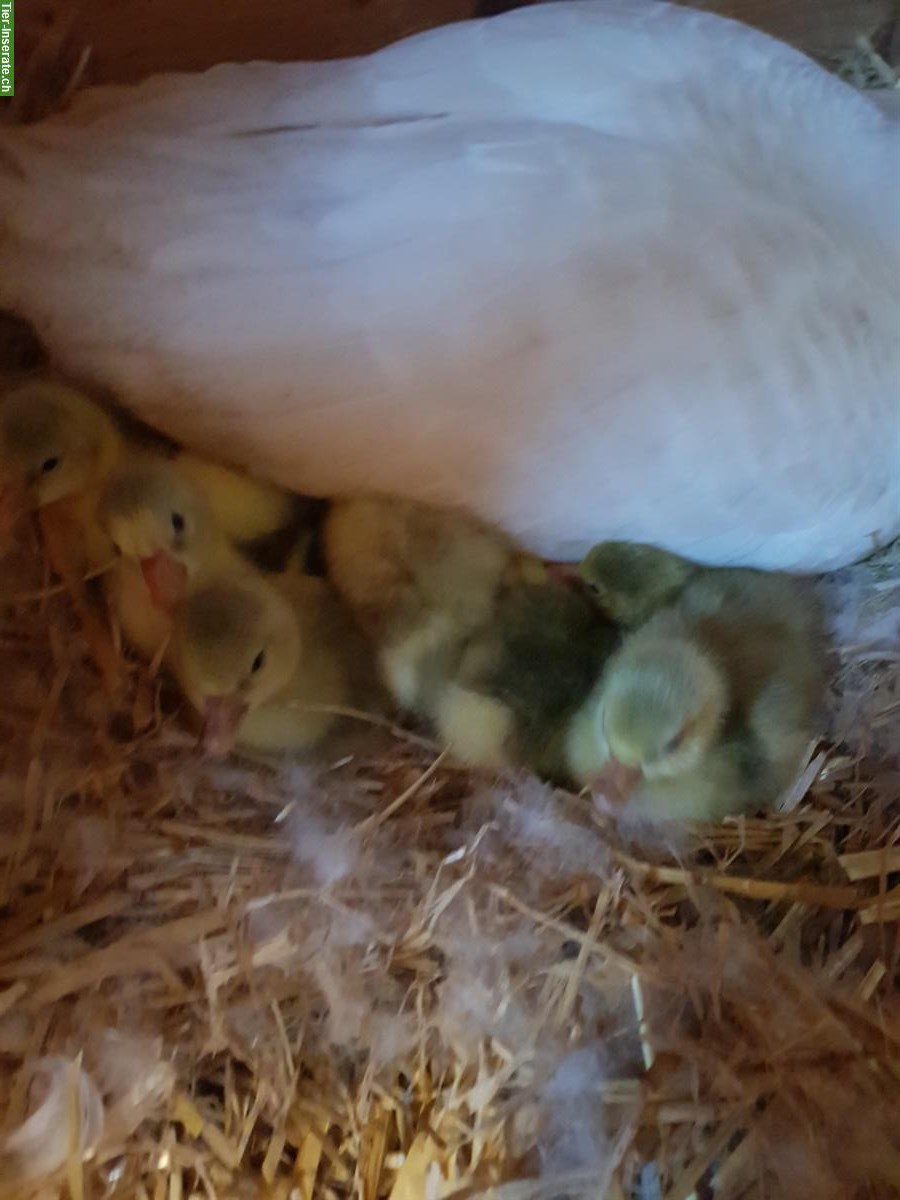 Bild 3: Gänse Küken von weissen Gänsen abzugeben
