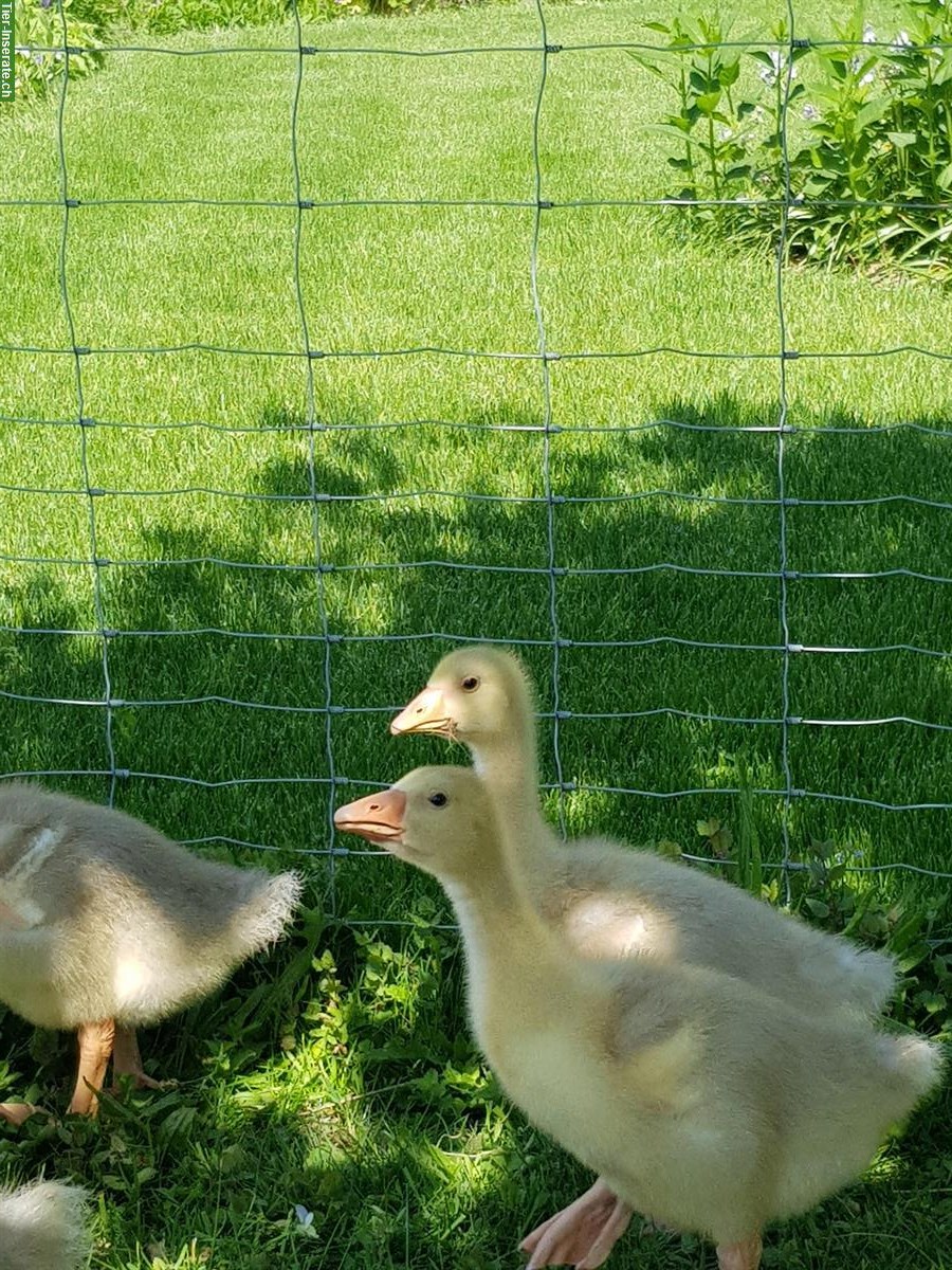 Bild 4: Gänse Küken von weissen Gänsen abzugeben