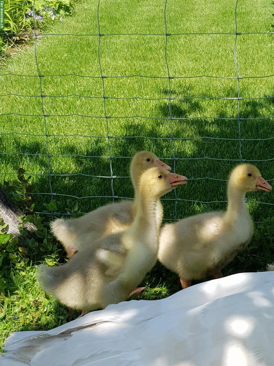 Bild 5: Gänse Küken von weissen Gänsen abzugeben
