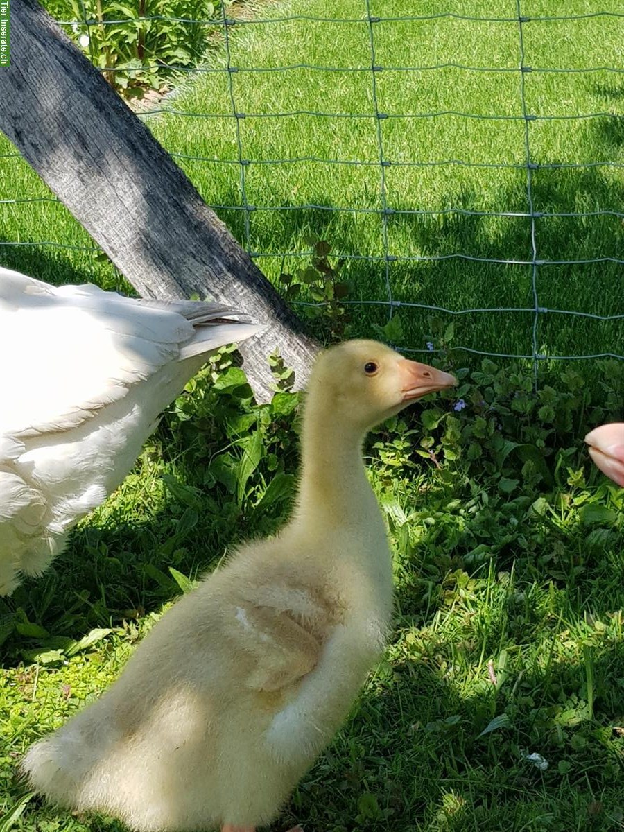 Bild 6: Gänse Küken von weissen Gänsen abzugeben