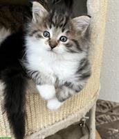 Maine Coon Mix Kitten suchen ein Zuhause