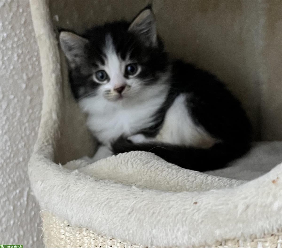Bild 2: Maine Coon Mix Kitten suchen ein Zuhause