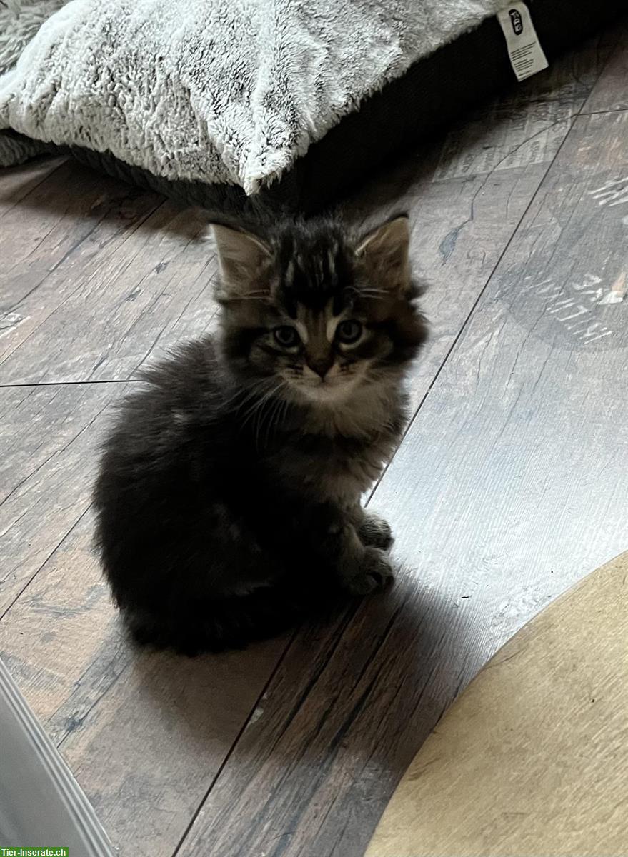 Bild 3: Maine Coon Mix Kitten suchen ein Zuhause