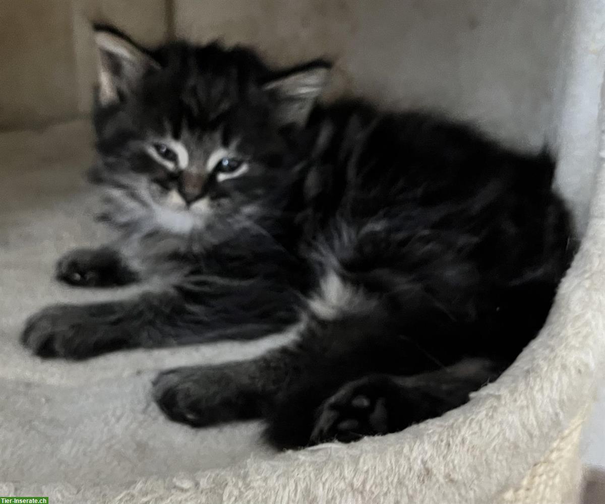 Bild 4: Maine Coon Mix Kitten suchen ein Zuhause