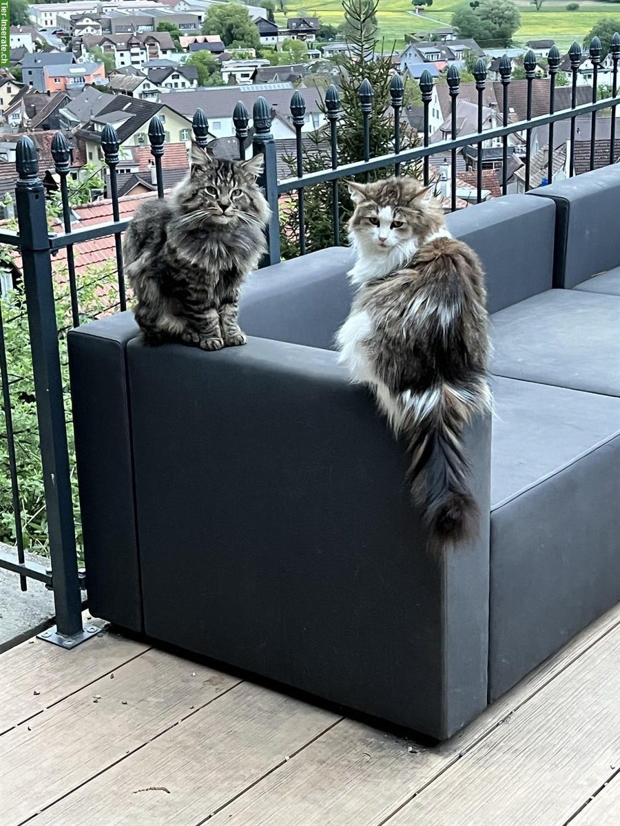 Bild 5: Maine Coon Mix Kitten suchen ein Zuhause