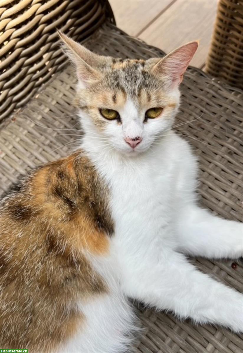 Bild 6: Maine Coon Mix Kitten suchen ein Zuhause