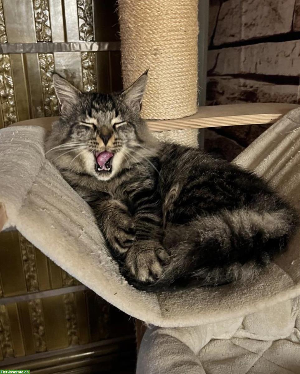 Bild 7: Maine Coon Mix Kitten suchen ein Zuhause