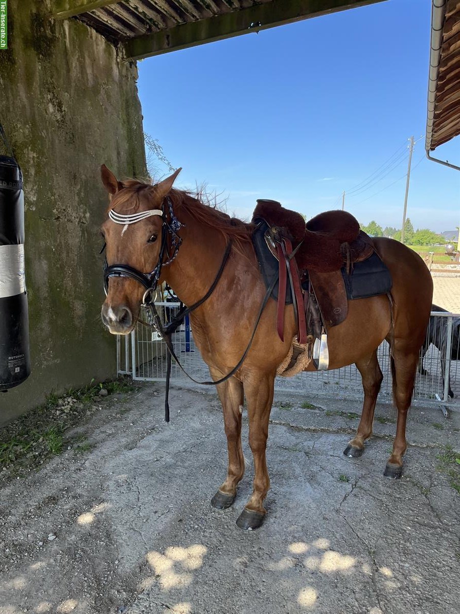 Bild 2: Quarter Horses Wallach, 12-jährig