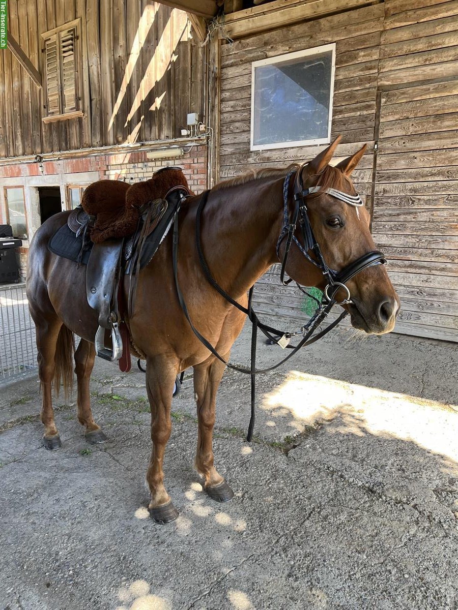 Bild 4: Quarter Horses Wallach, 12-jährig