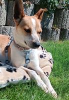Fröhliche Mischlingshündin Nala sucht ihr Zuhause