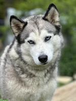 7-jährige Husky Hündin sucht Familienanschluss