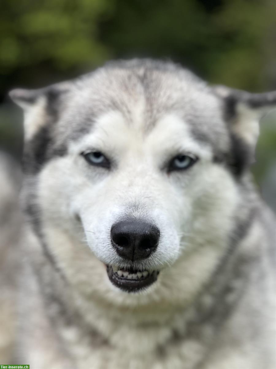 Bild 2: 7-jährige Husky Hündin sucht Familienanschluss