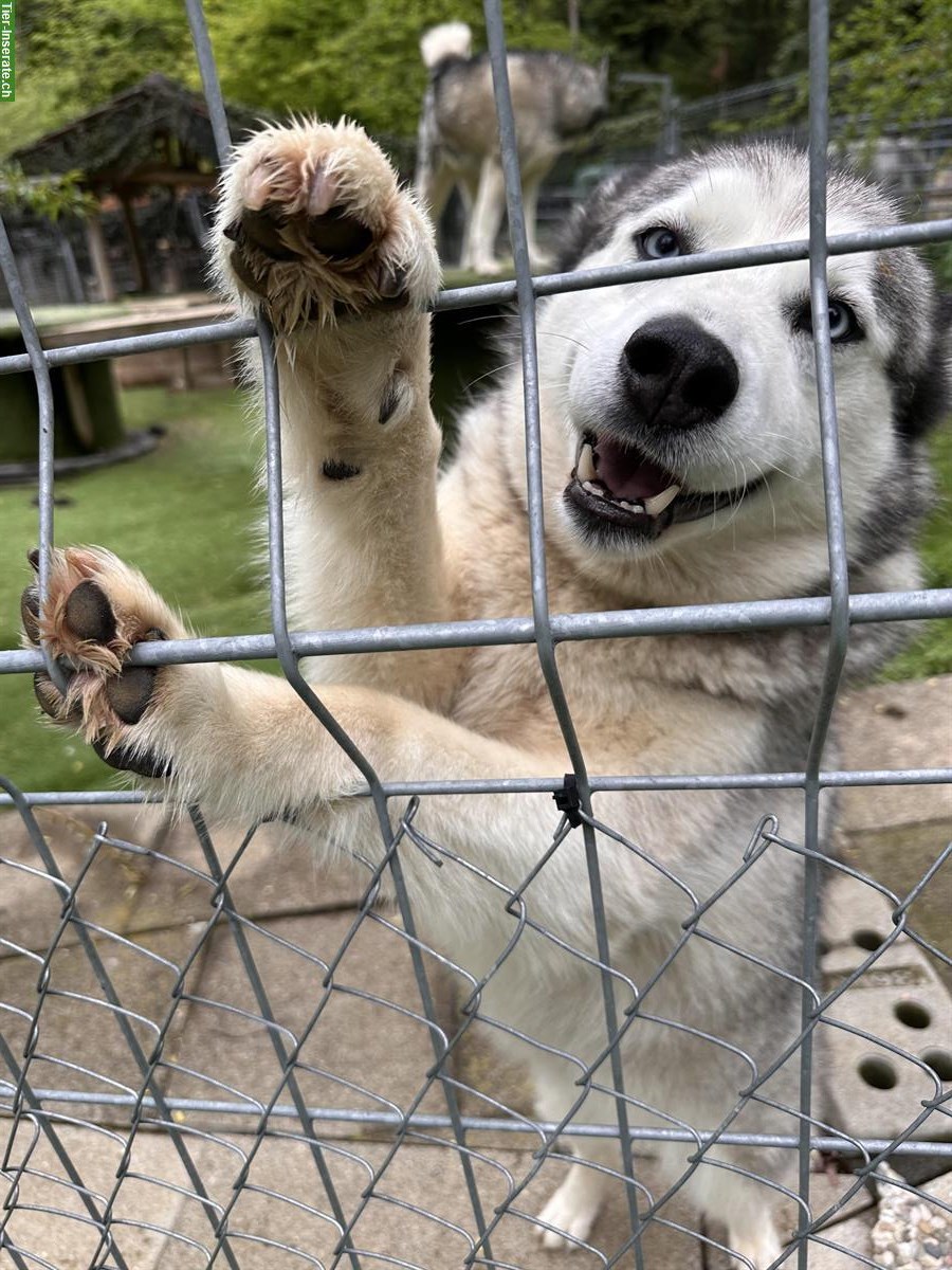 Bild 3: 7-jährige Husky Hündin sucht Familienanschluss