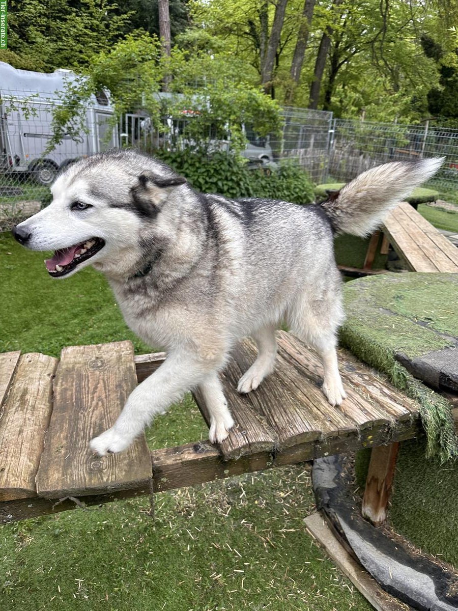 Bild 4: 7-jährige Husky Hündin sucht Familienanschluss