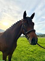 Schweizer Warmblutstute, 4-jährig zu verkaufen