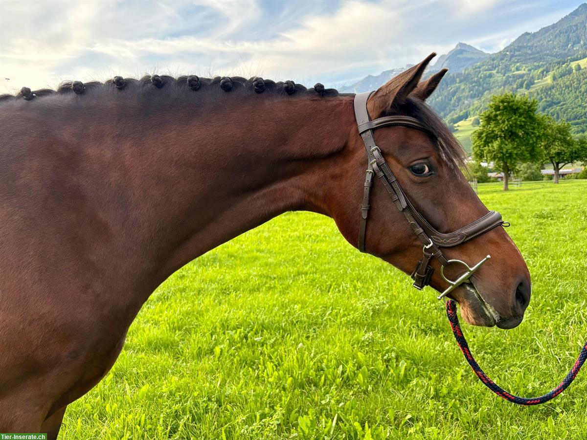 Bild 2: Schweizer Warmblutstute, 4-jährig zu verkaufen