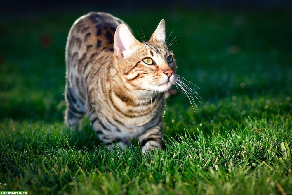 Bengal Kätzin sucht neuen Lebensplatz