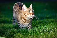 Bengal Kätzin sucht neuen Lebensplatz