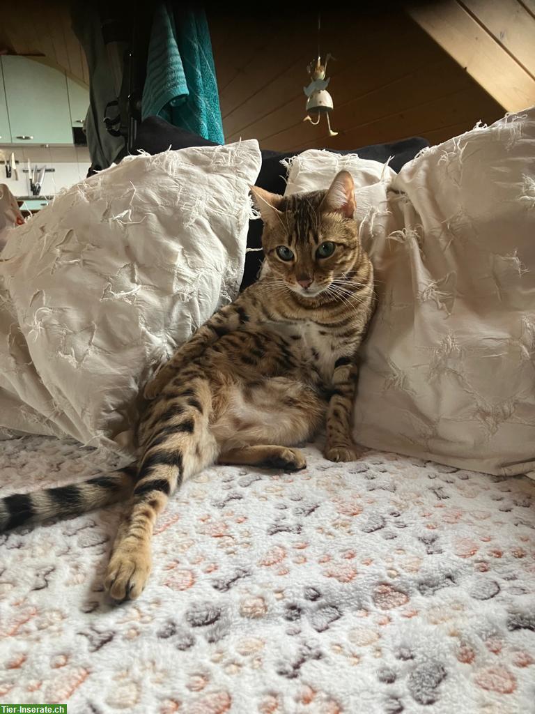Bild 2: Bengal Kätzin sucht neuen Lebensplatz