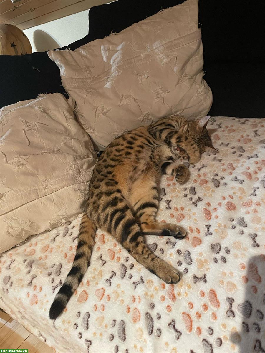Bild 3: Bengal Kätzin sucht neuen Lebensplatz