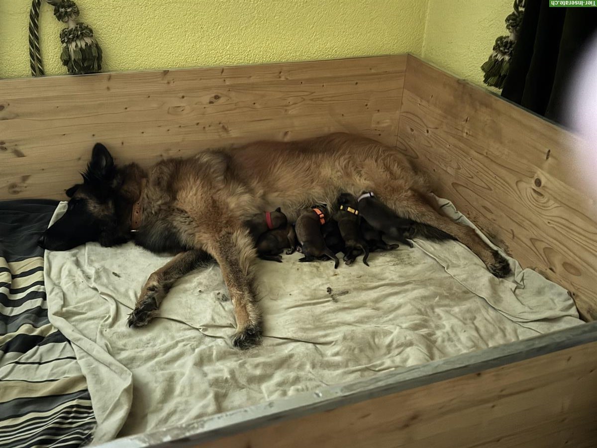 Bild 5: Tervueren Welpen sind da!
