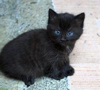 Herziges, schwarzes Katzen Mädchen, stubenrein, entwurmt