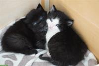 Herziges Geschwister Katzenpärchen, stubenrein, sehr zahm