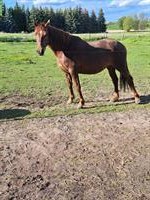 5-jährige Stute Luna sucht ihren Menschen