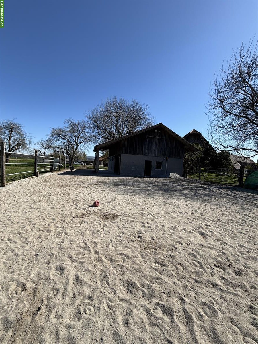 Bild 4: Offenstall für Isländer im schönen Bieler Seeland