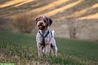 Fynn, ein Lagotto Romagnolo Rüde sucht ein Zuhause
