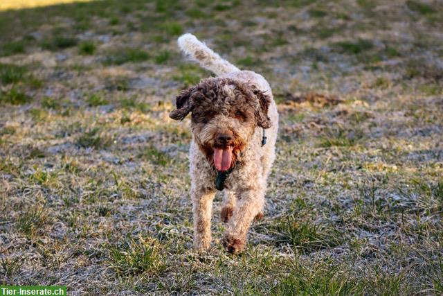 Bild 2: Fynn, ein Lagotto Romagnolo Rüde sucht ein Zuhause