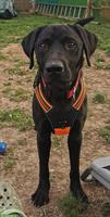 Labrador Rüde Gino sucht sein für immer Zuhause