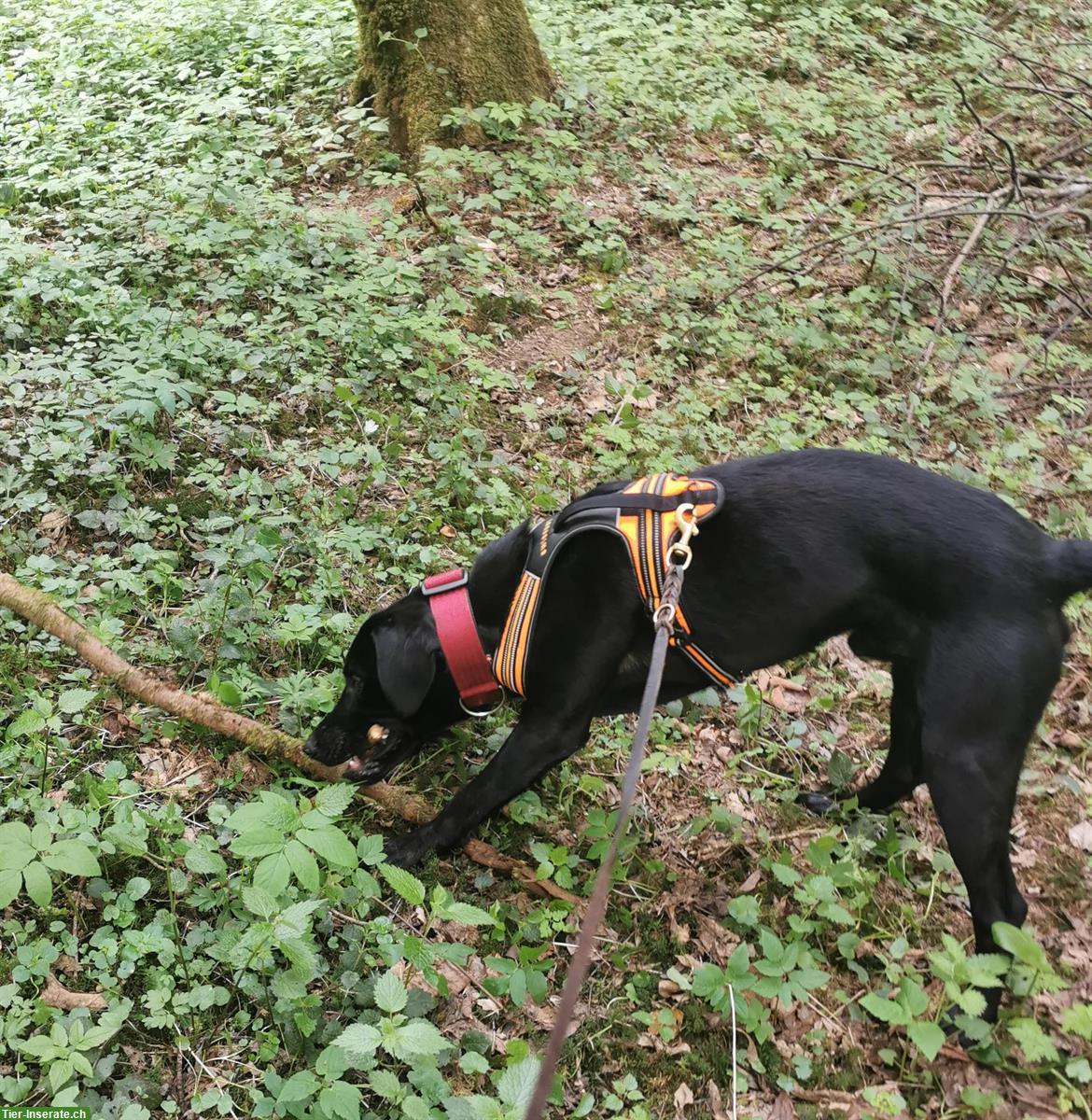 Bild 2: Labrador Rüde Gino sucht sein für immer Zuhause