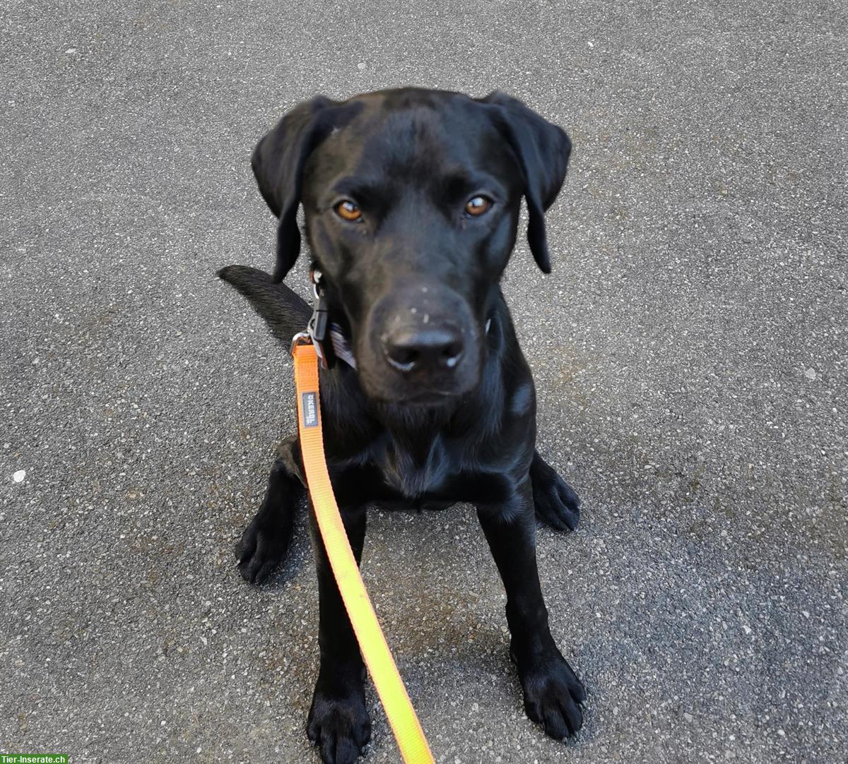 Bild 3: Labrador Rüde Gino sucht sein für immer Zuhause