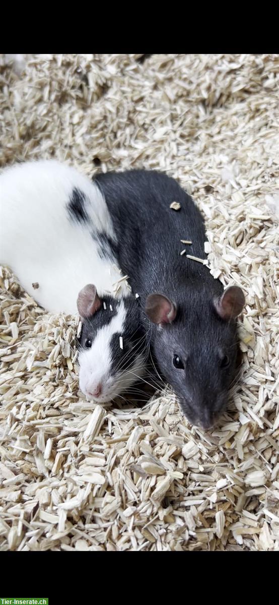 2 Ratten Brüder, sehr handzahm zu verschenken