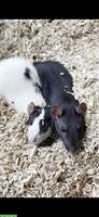 2 Ratten Brüder, sehr handzahm zu verschenken