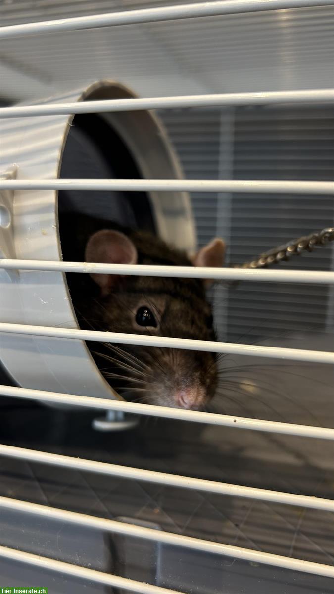 Bild 3: 2 Ratten Brüder, sehr handzahm zu verschenken