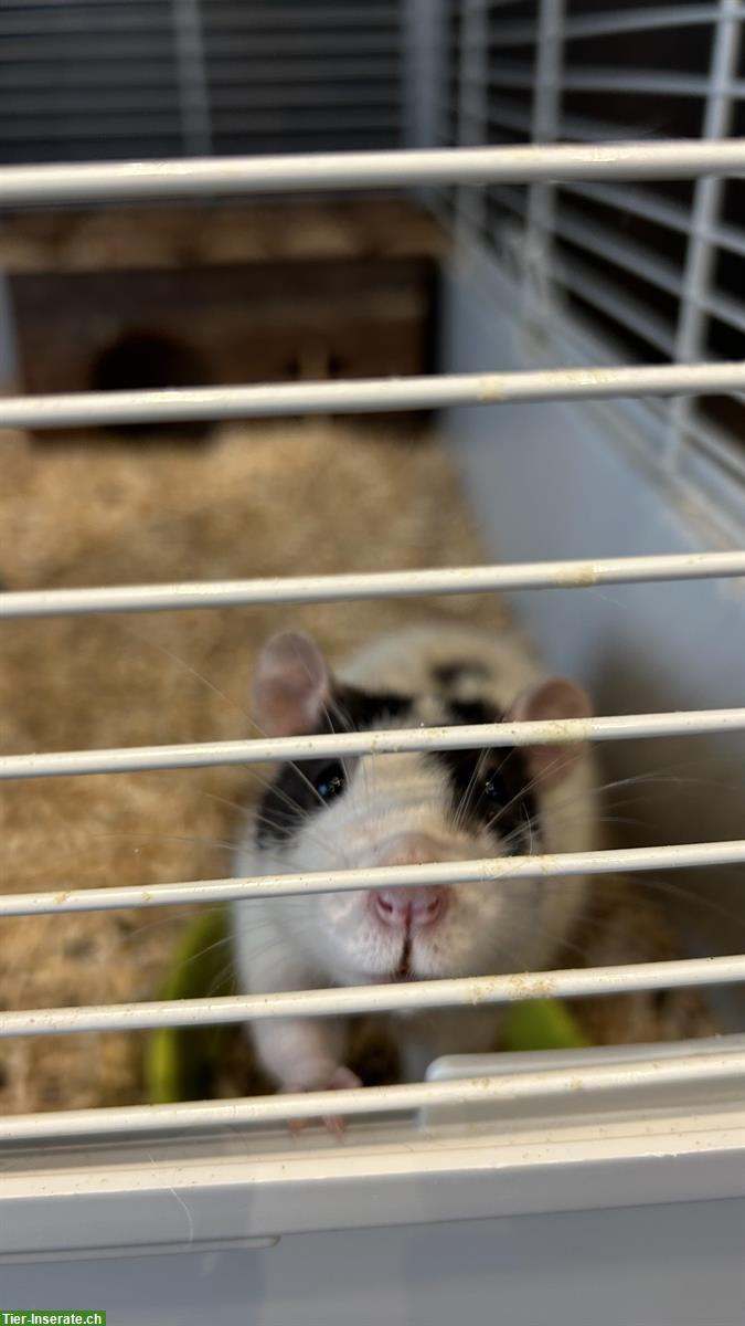 Bild 4: 2 Ratten Brüder, sehr handzahm zu verschenken