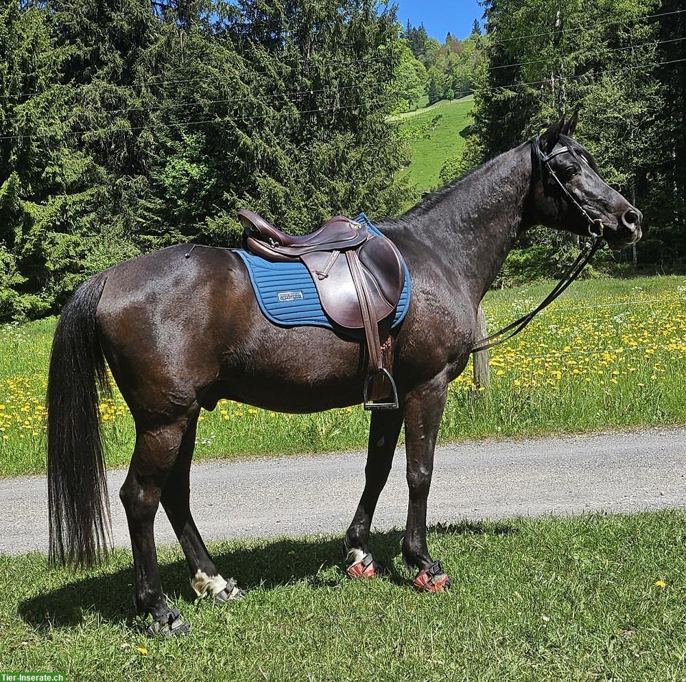 Bieten Reitbeteiligung in Eich ob dem Sempachersee
