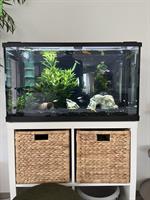 Eheim Aquarium 126 Liter komplett inkl. Fische