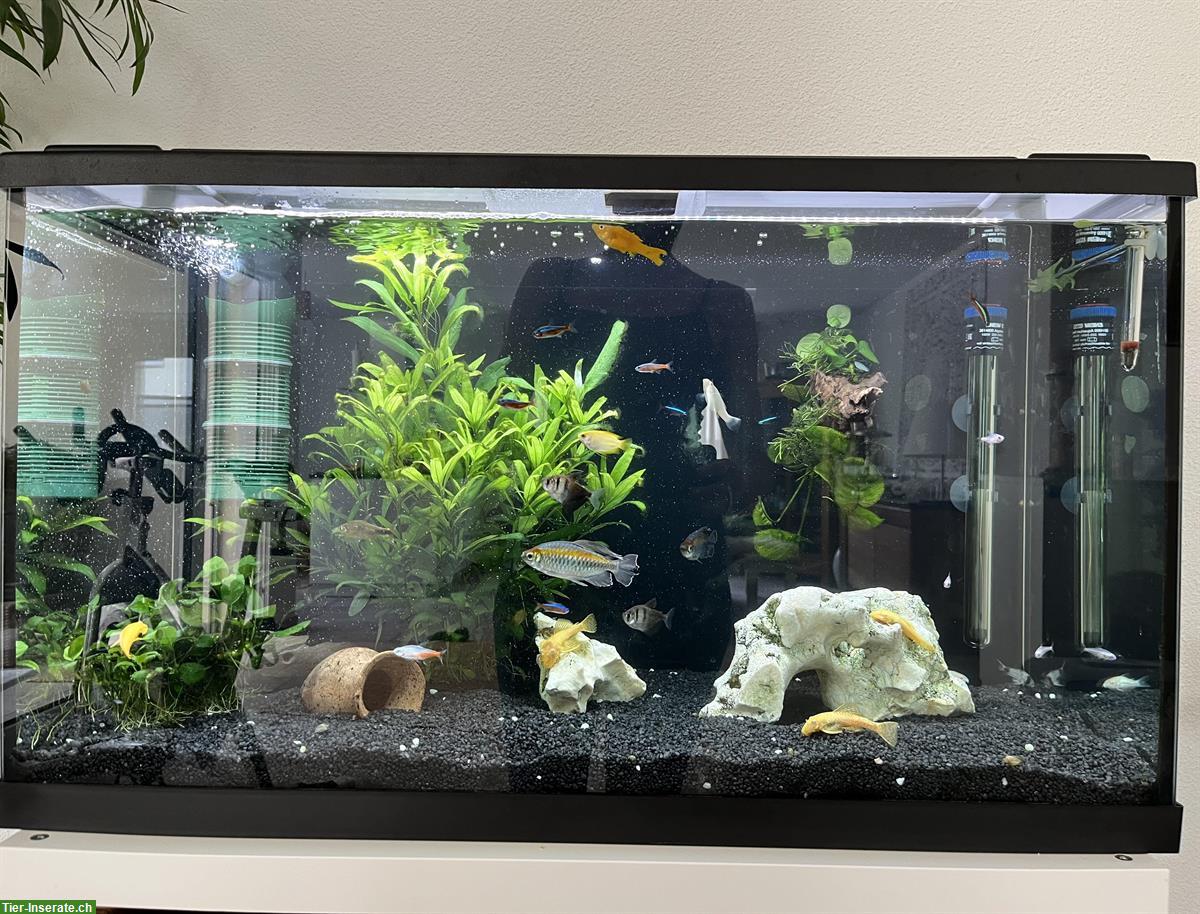 Bild 2: Eheim Aquarium 126 Liter komplett inkl. Fische