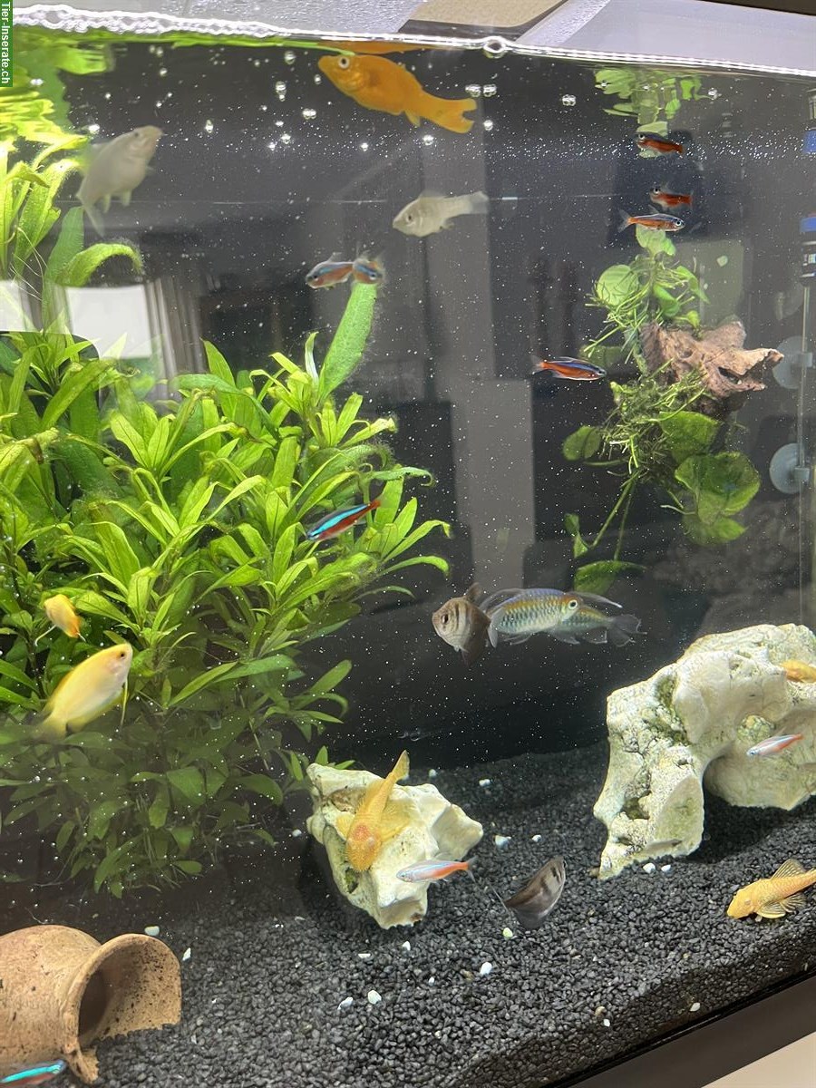 Bild 3: Eheim Aquarium 126 Liter komplett inkl. Fische
