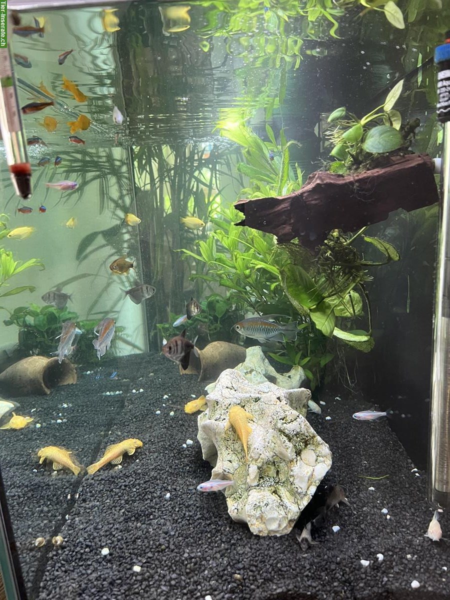 Bild 4: Eheim Aquarium 126 Liter komplett inkl. Fische